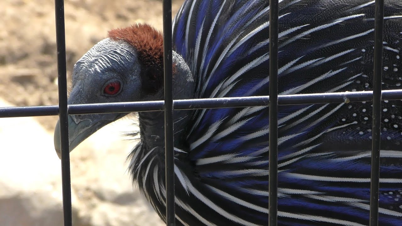 フサホロホロチョウ