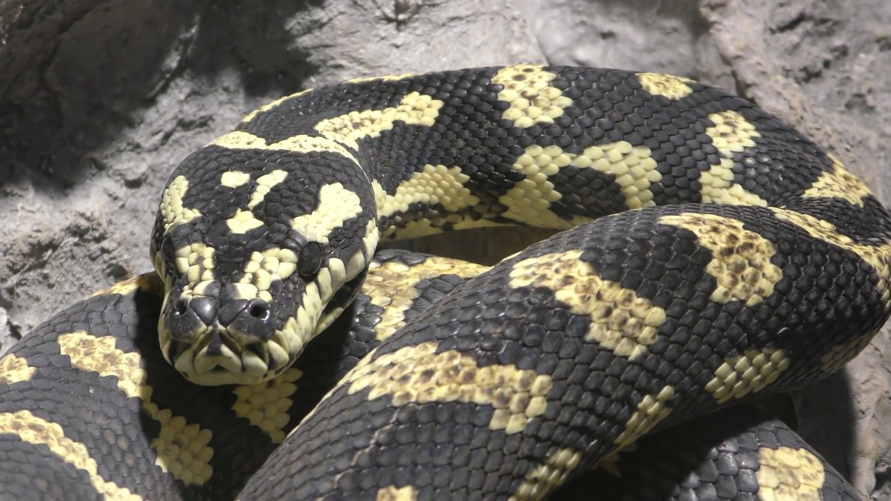 Morelia spilota cheynei