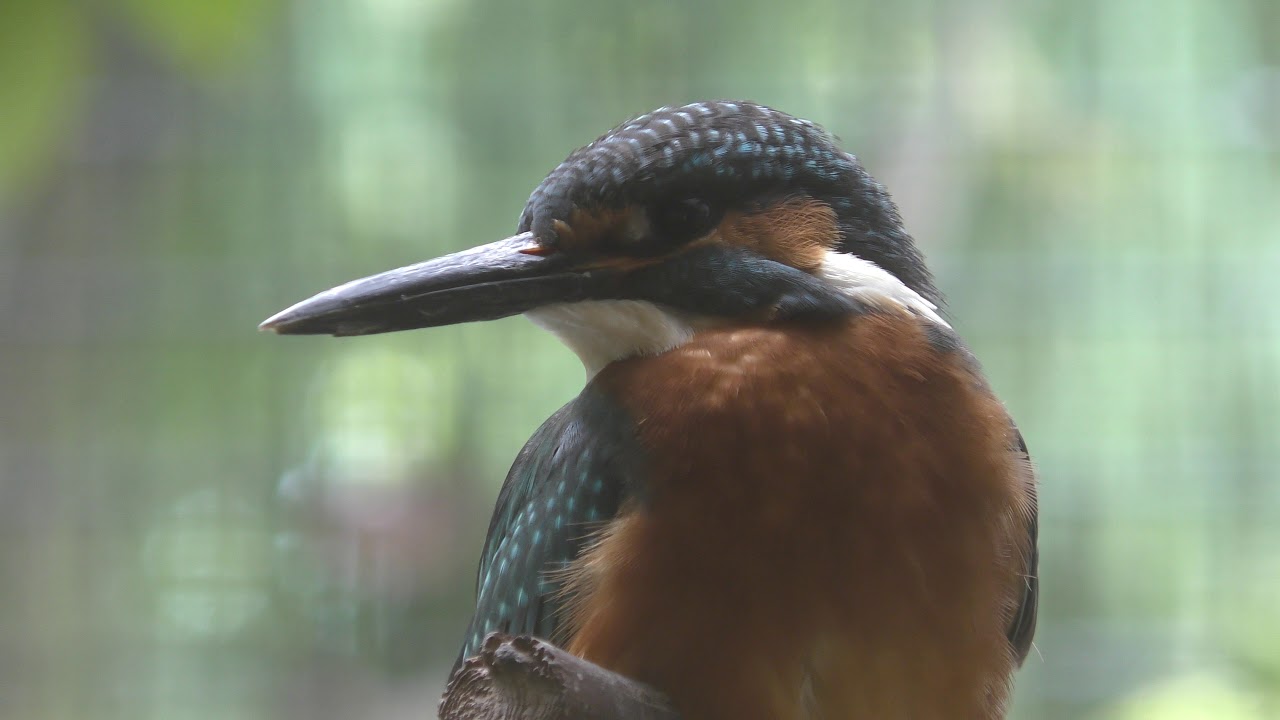 カワセミ