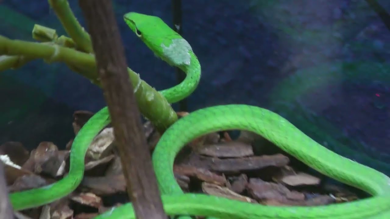 Asian vine snakes