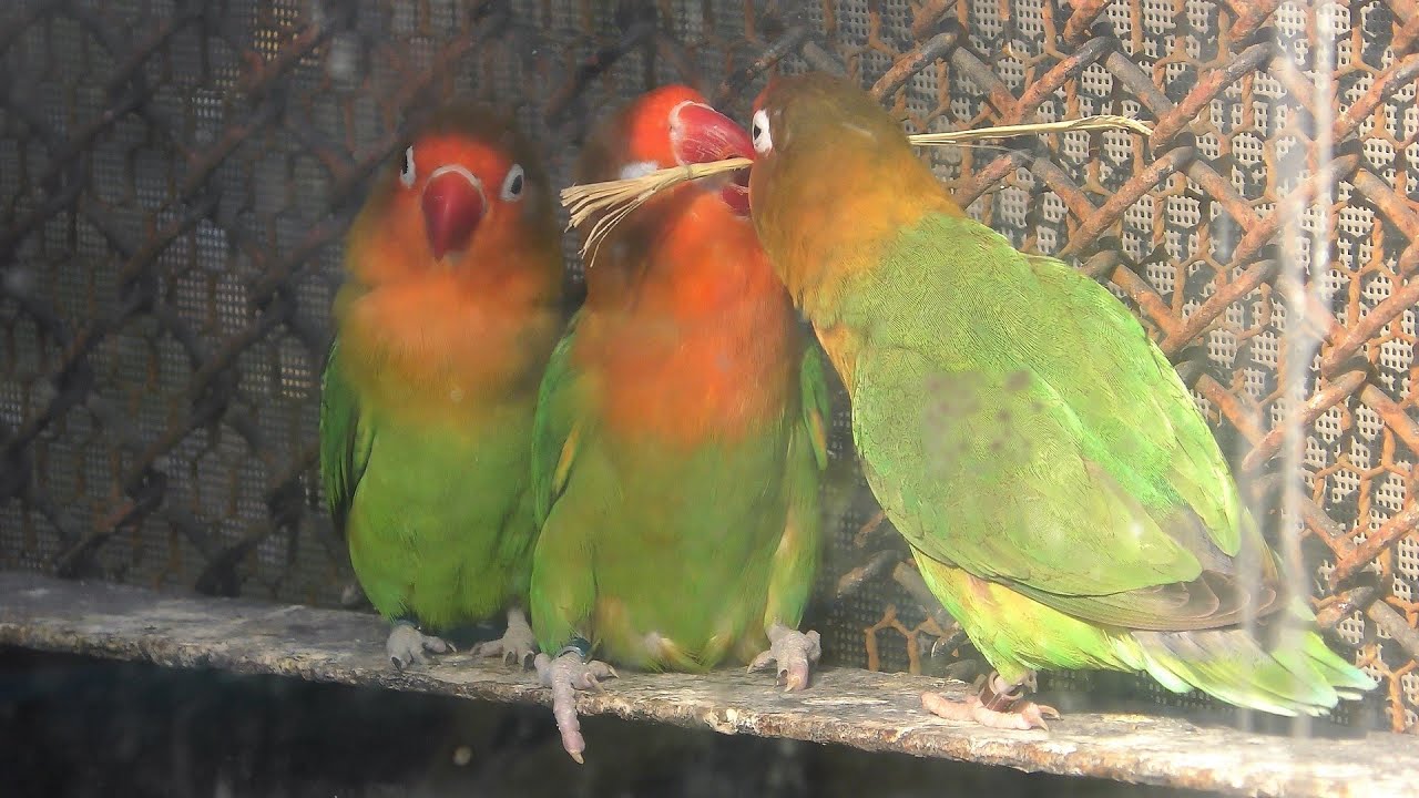 ルリゴシボタンインコ