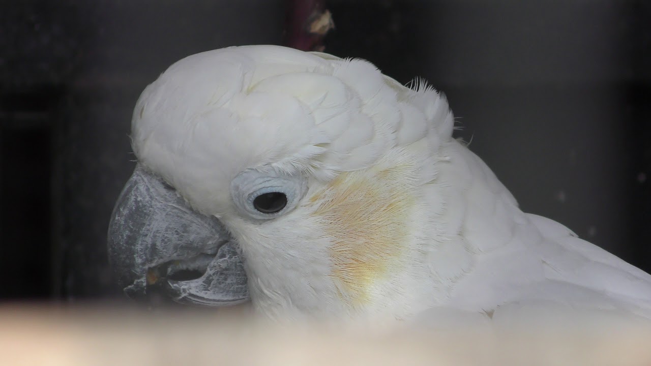 Citron-crested cockatoo