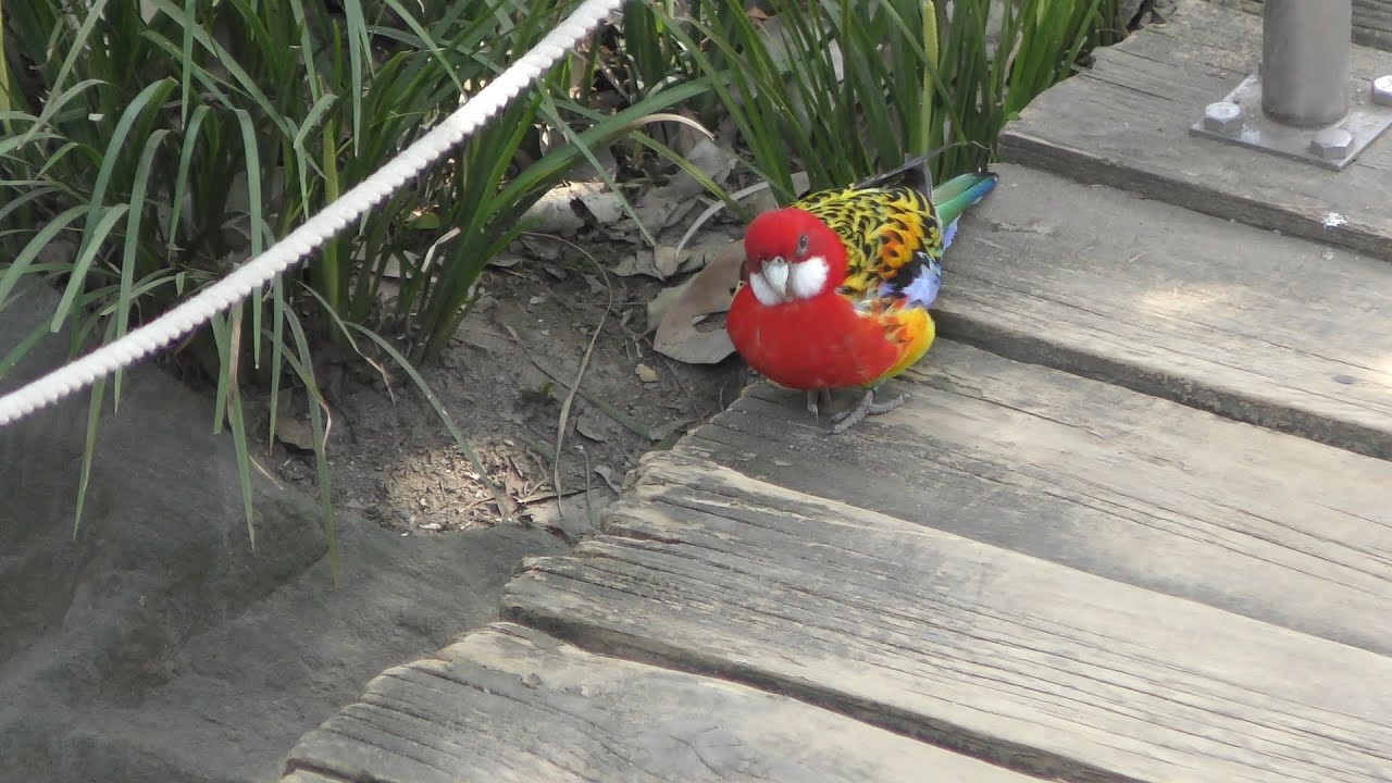 ナナクサインコ