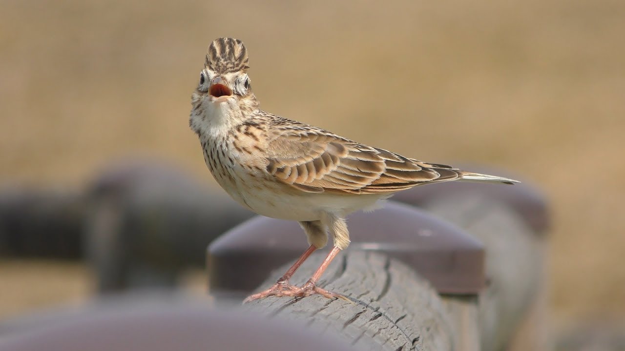 ヒバリ