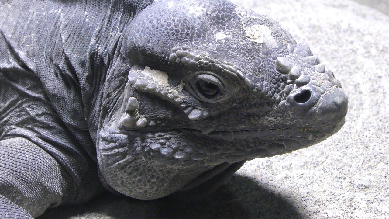 サイイグアナ