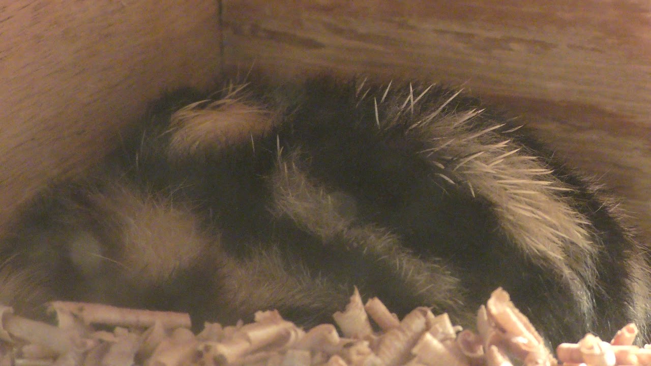 シマテンレック