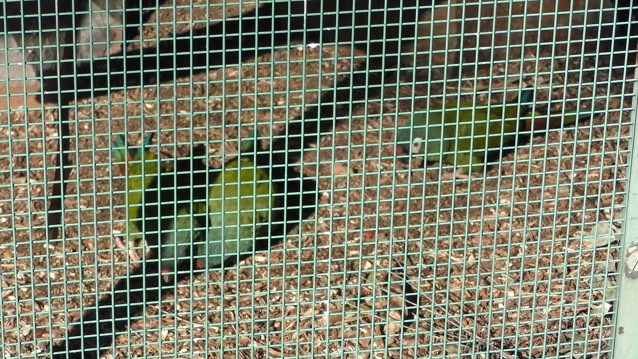 アカビタイヒメコンゴウインコ