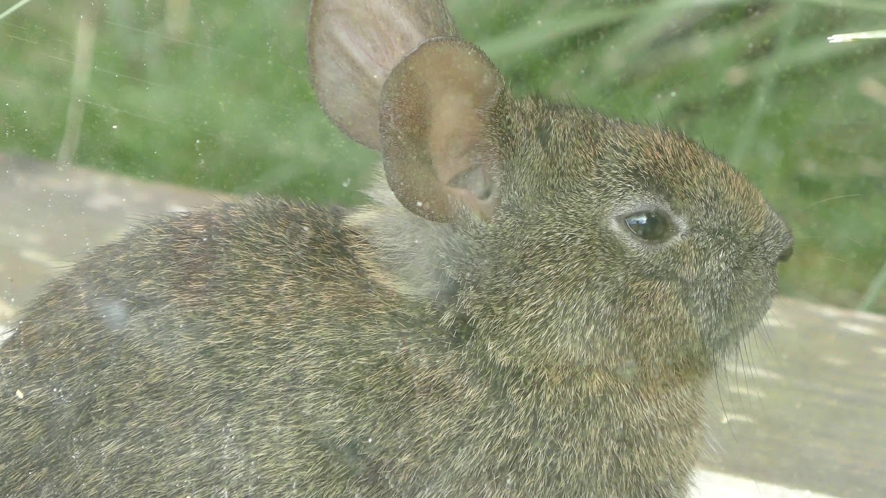 メキシコウサギ