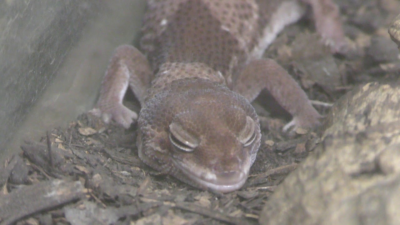 ニシアフリカトカゲモドキ