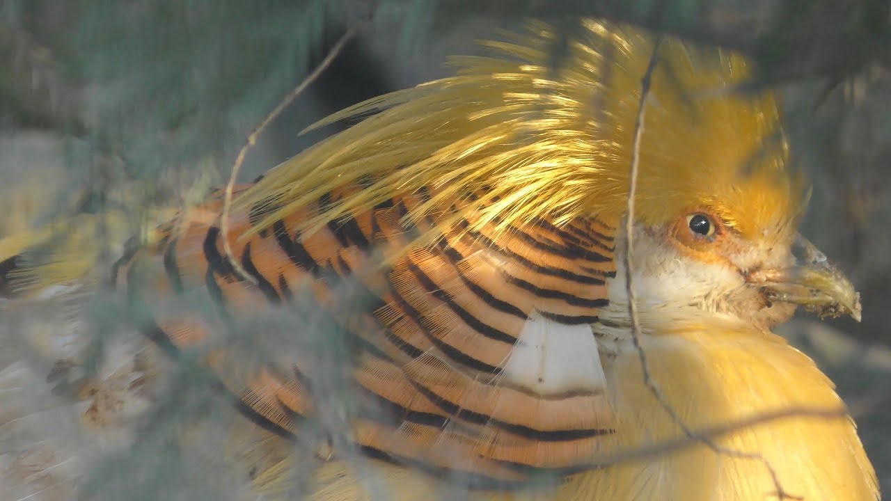 オウゴンキンケイ