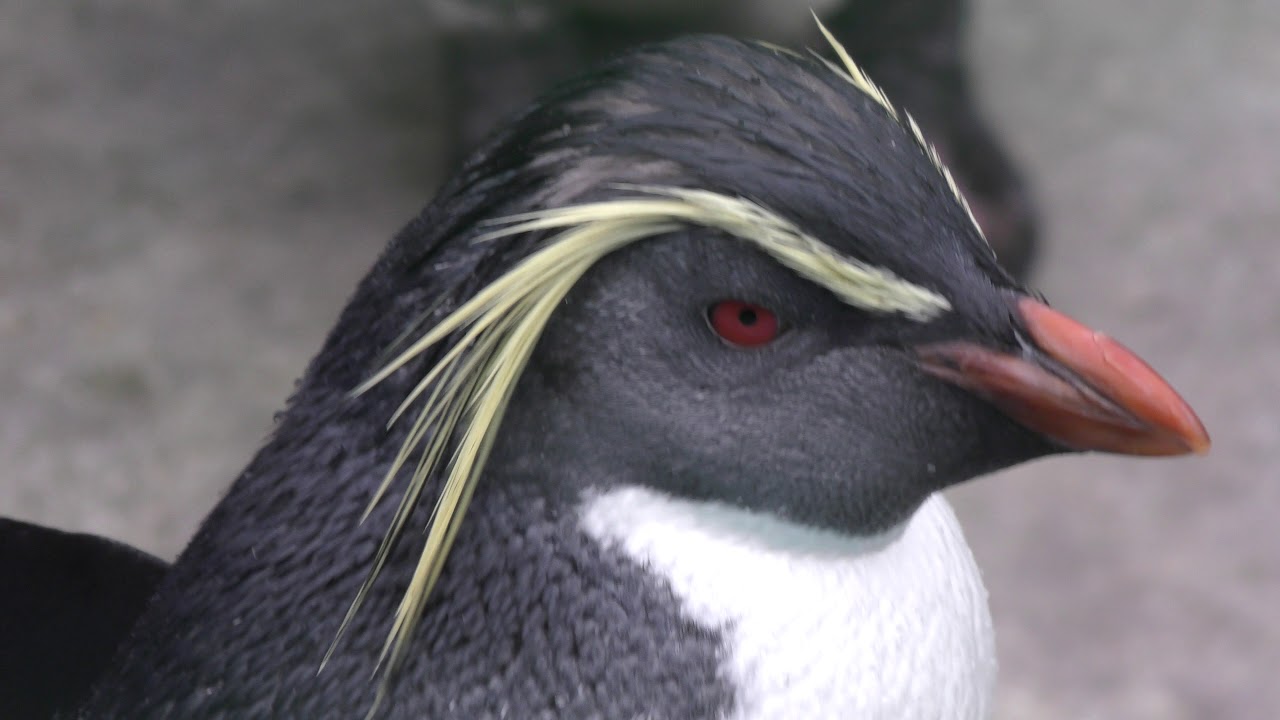 キタイワトビペンギン