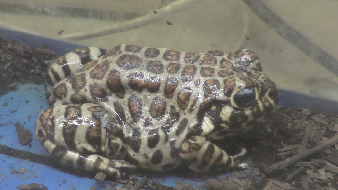 両生綱　Amphibia