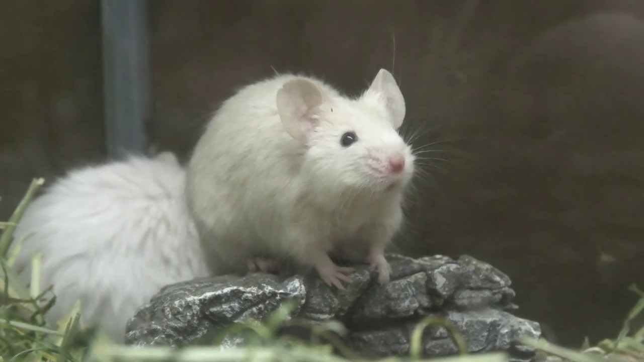 ハツカネズミ