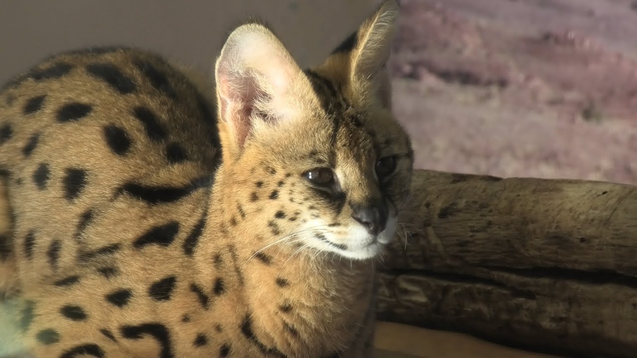 サーバル
