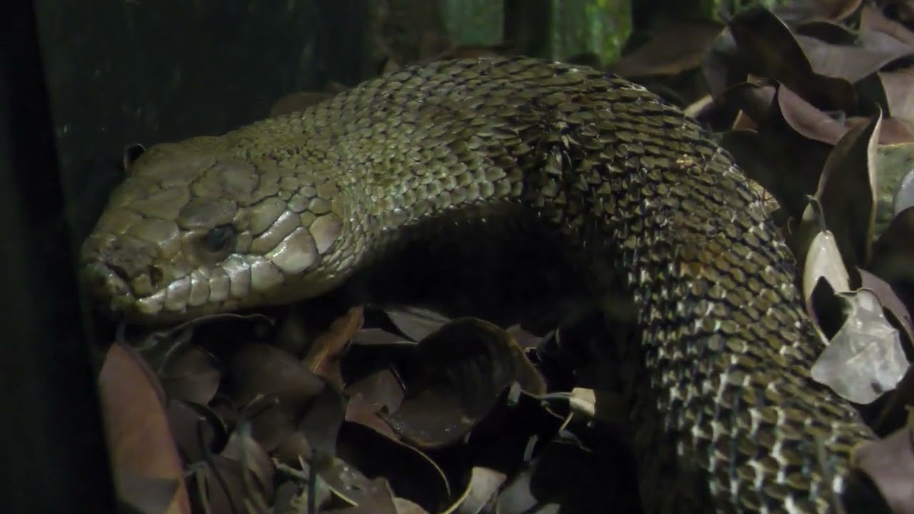 ヨナグニシュウダ