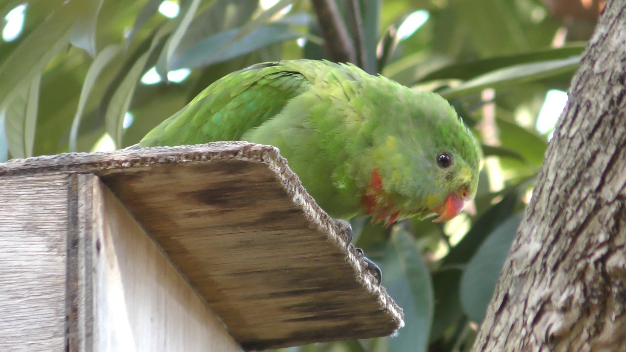 ミカヅキインコ