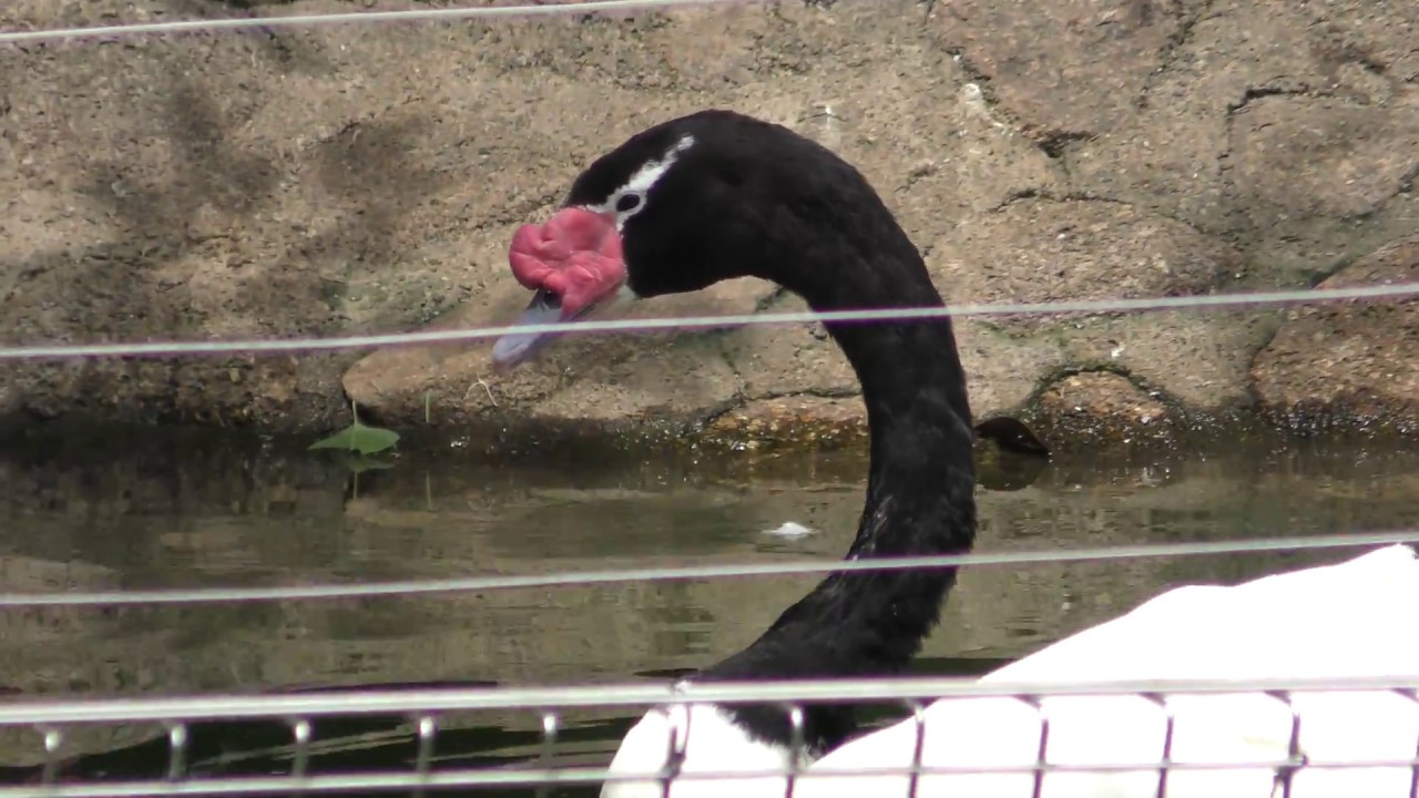 クロエリハクチョウ
