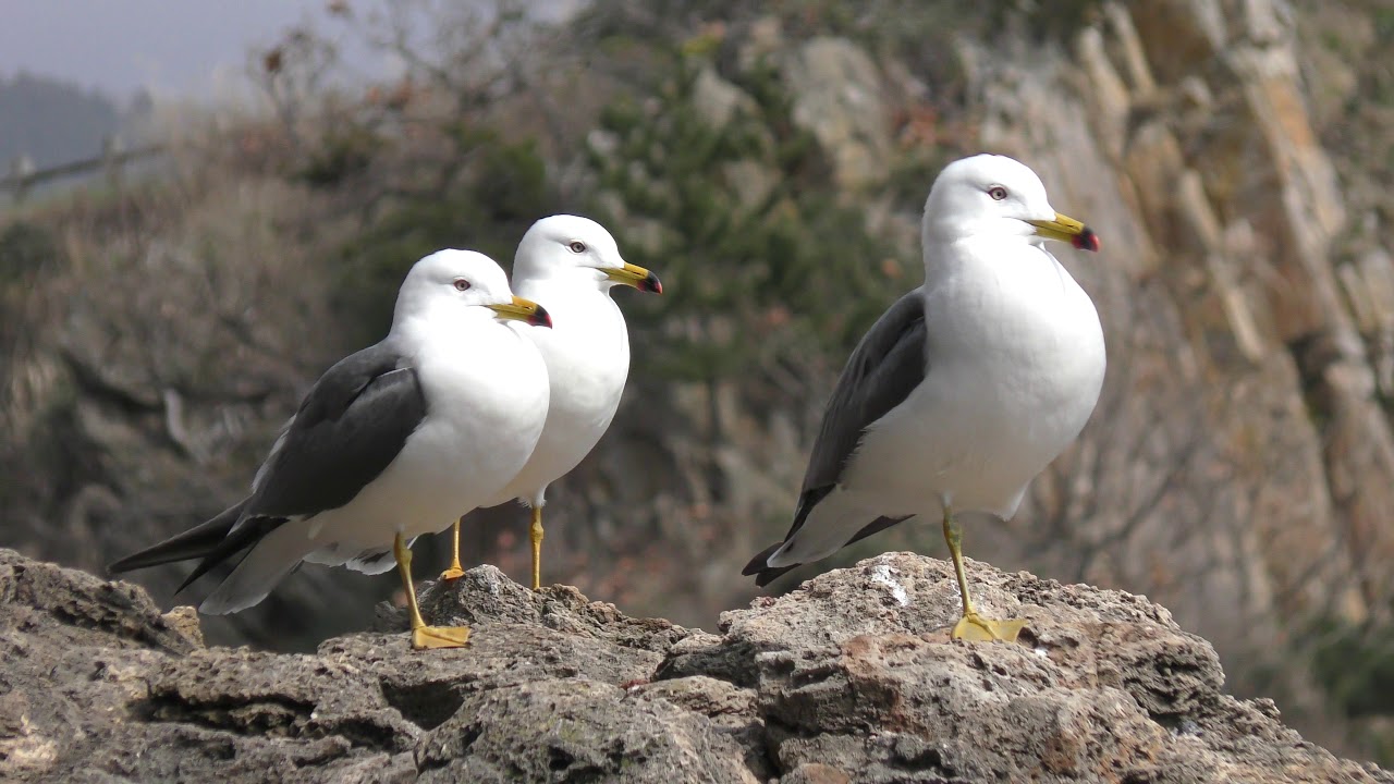 Black-tailed gull