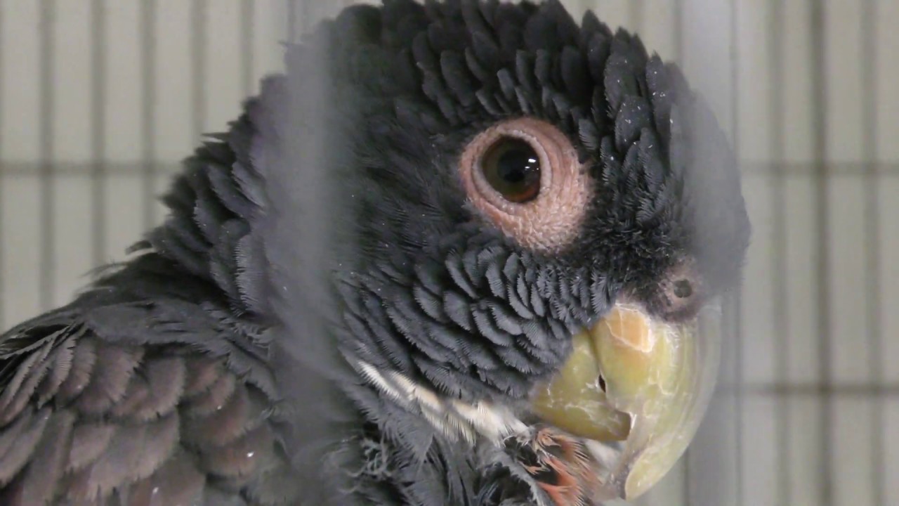 ドウバネインコ
