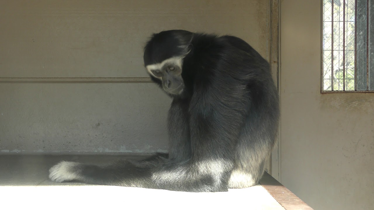 ボウシテナガザル