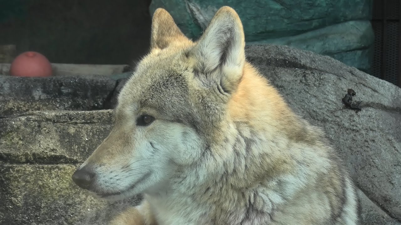 チュウゴクオオカミ