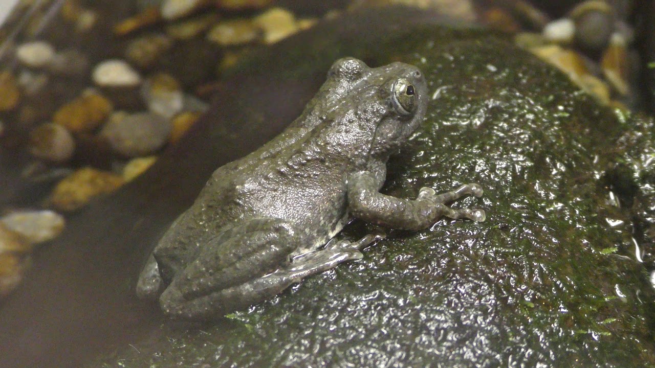 カジカガエル