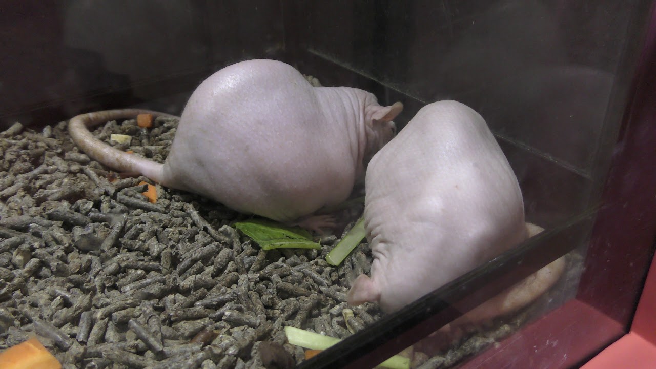 ヌードラット