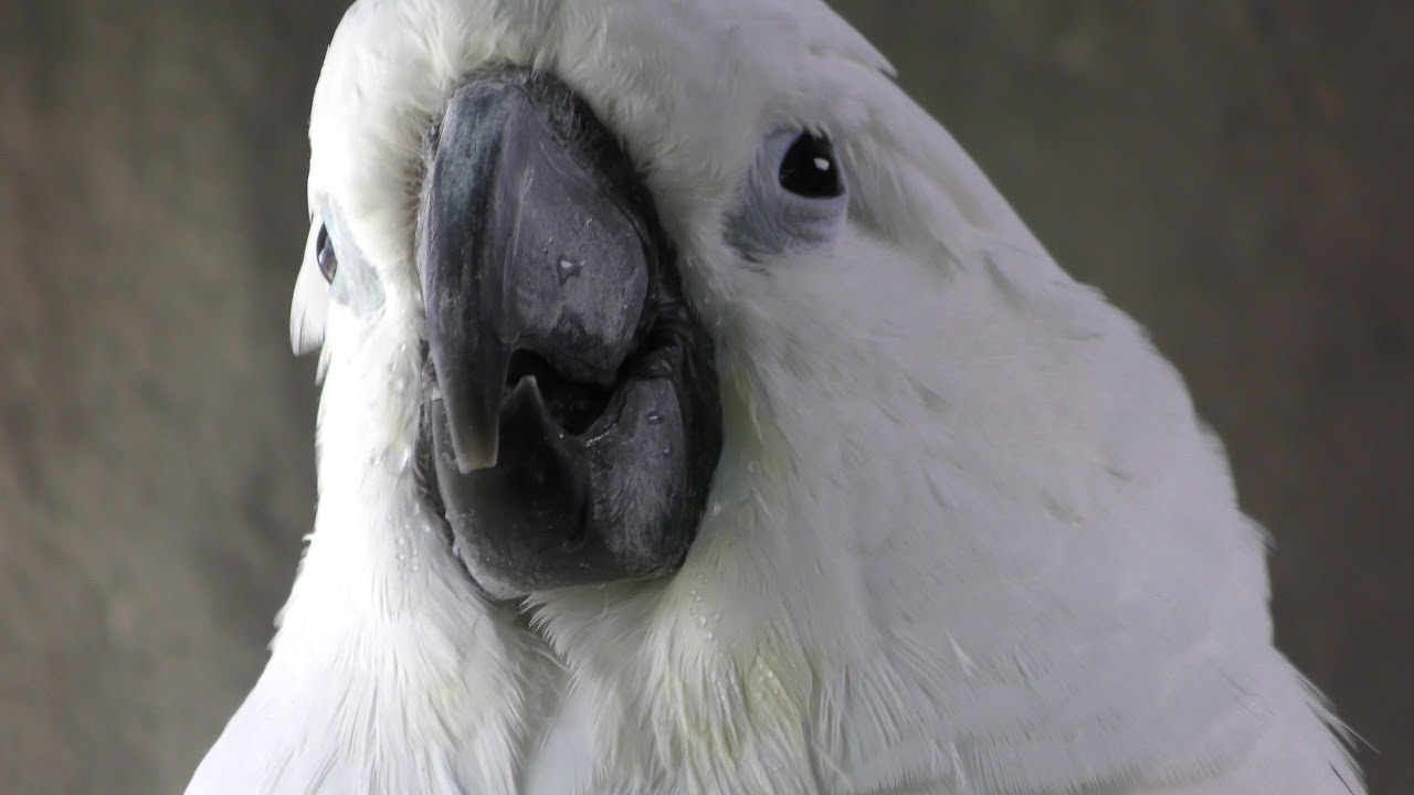 タイハクオウム