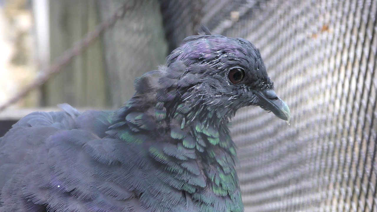 カラスバト