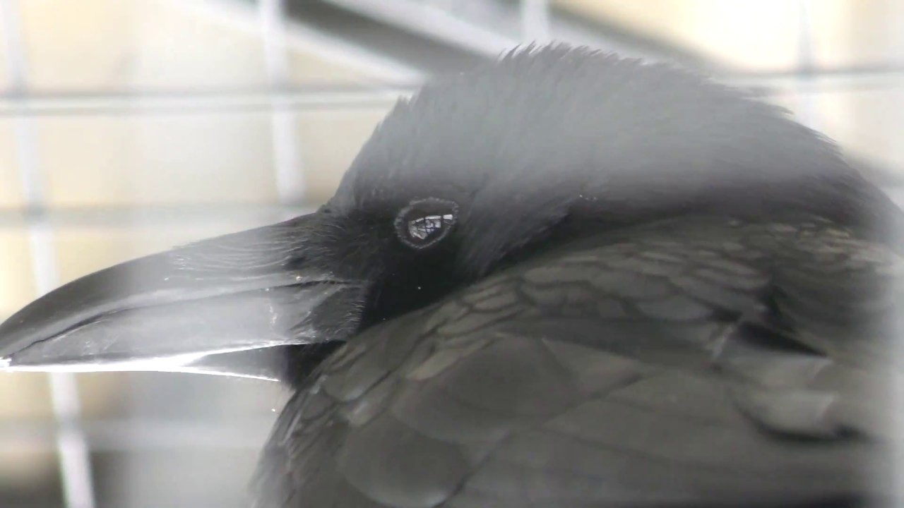 ハシボソガラス