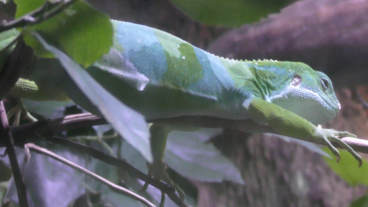 ブラブラフィジーイグアナ