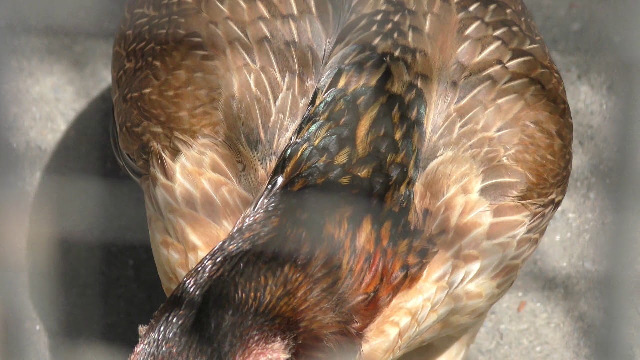 シャモ