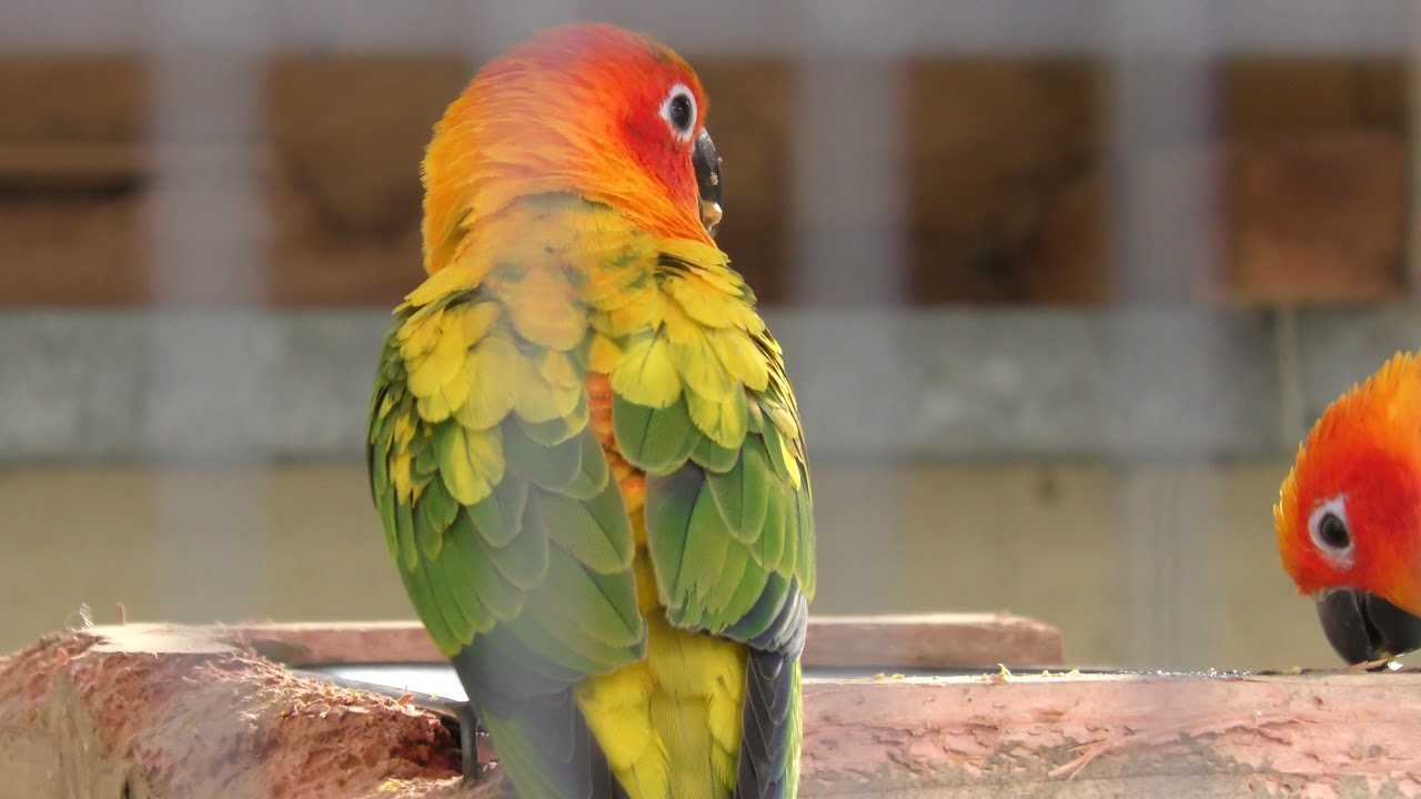 コガネメキシコインコ