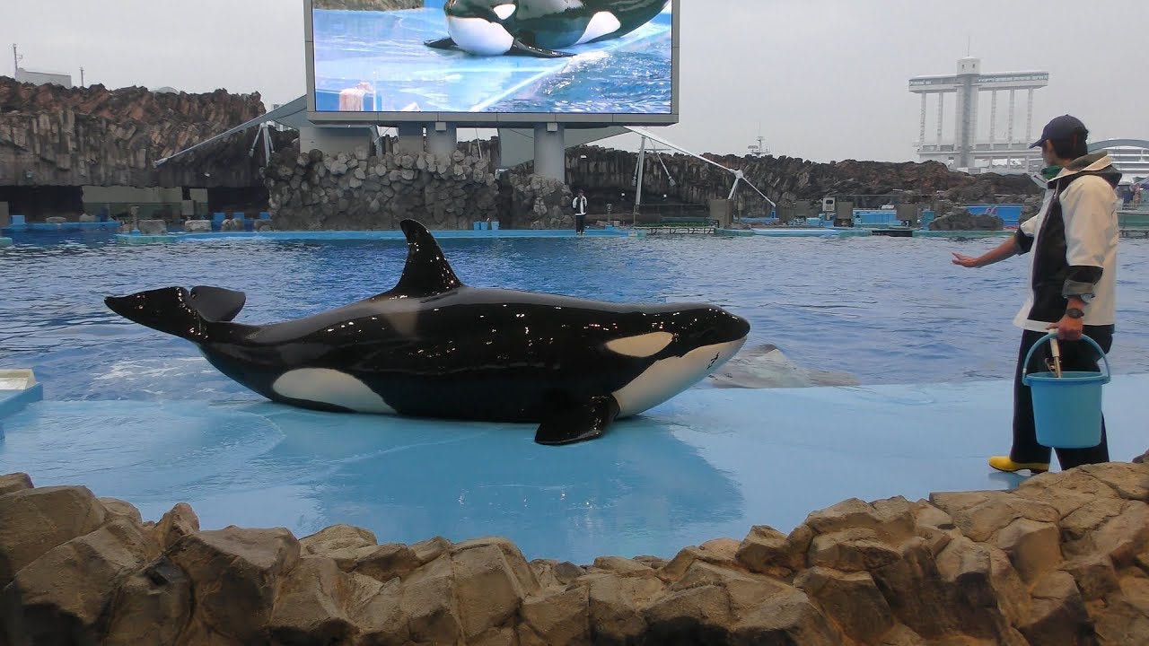 シャチ