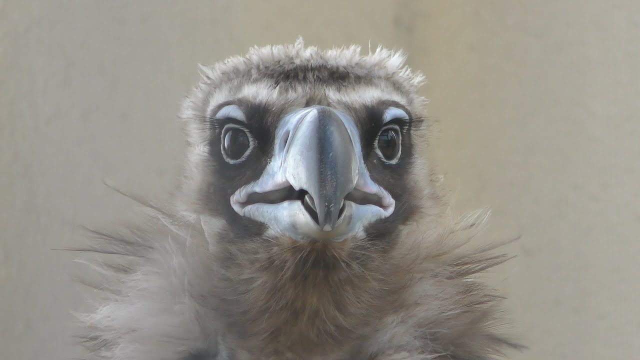 クロハゲワシ