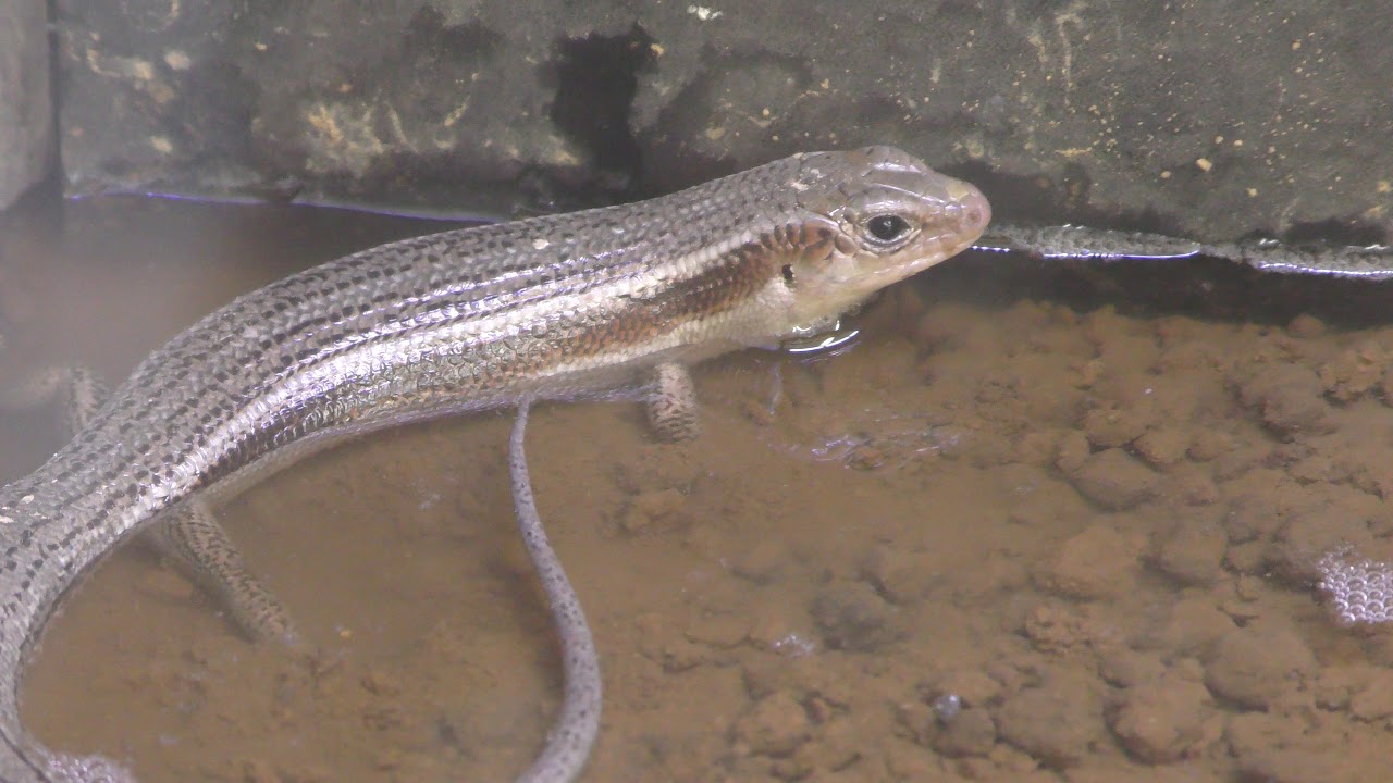 オカダトカゲ