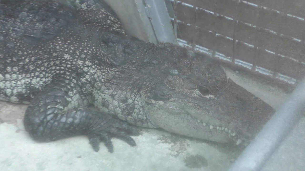 グァテマラワニ