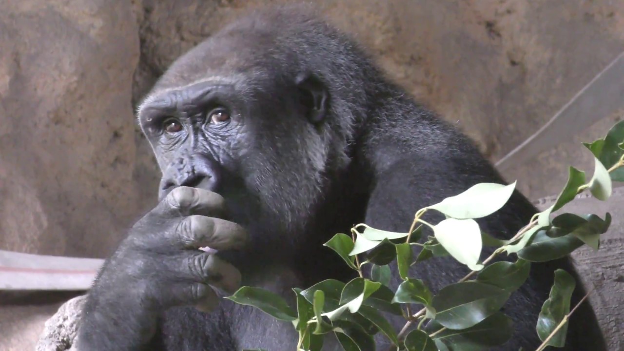 Western lowland gorilla