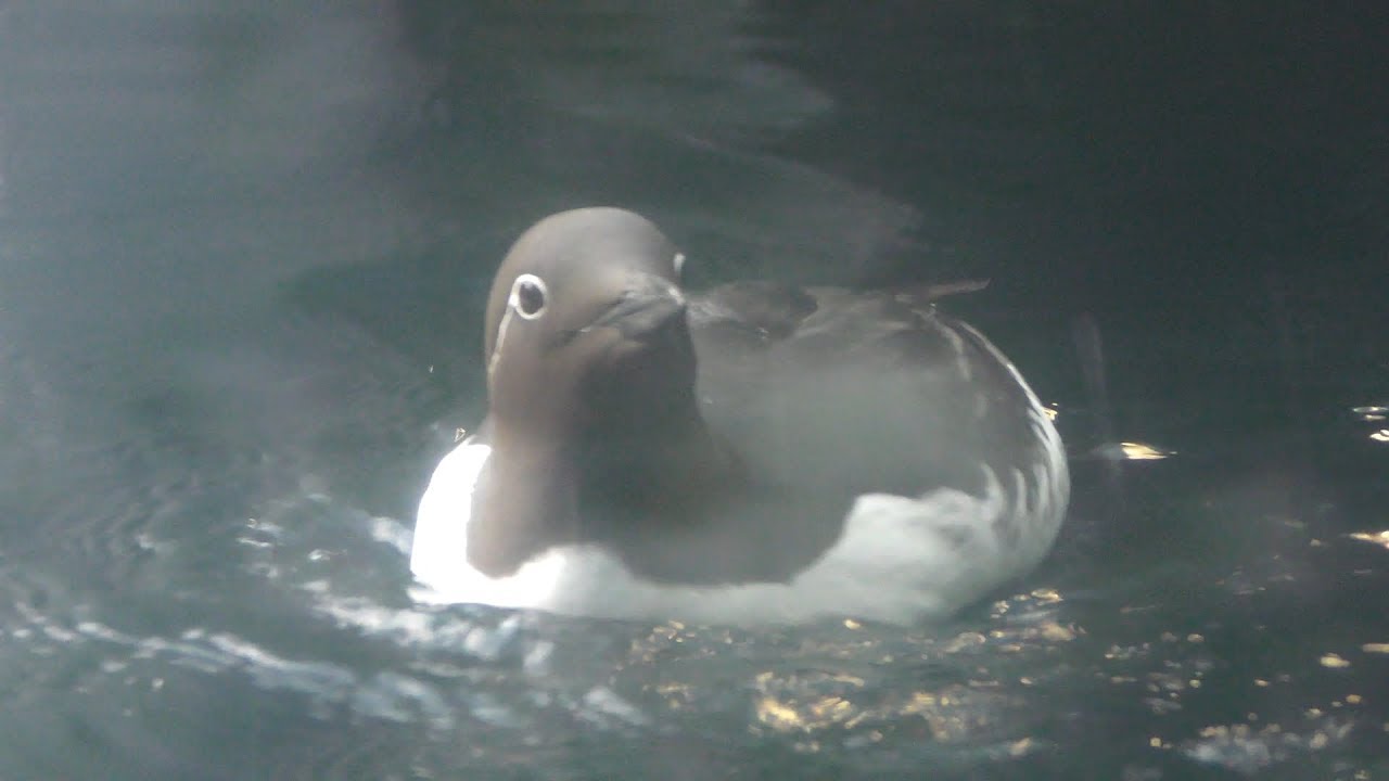 ウミガラス