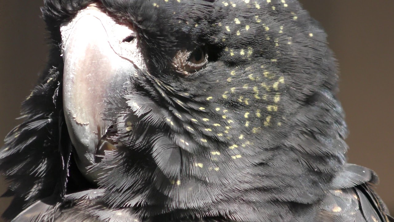 アカオクロオウム