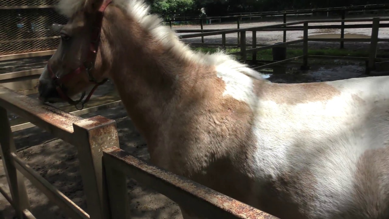 ウェルシュマウンテンポニー
