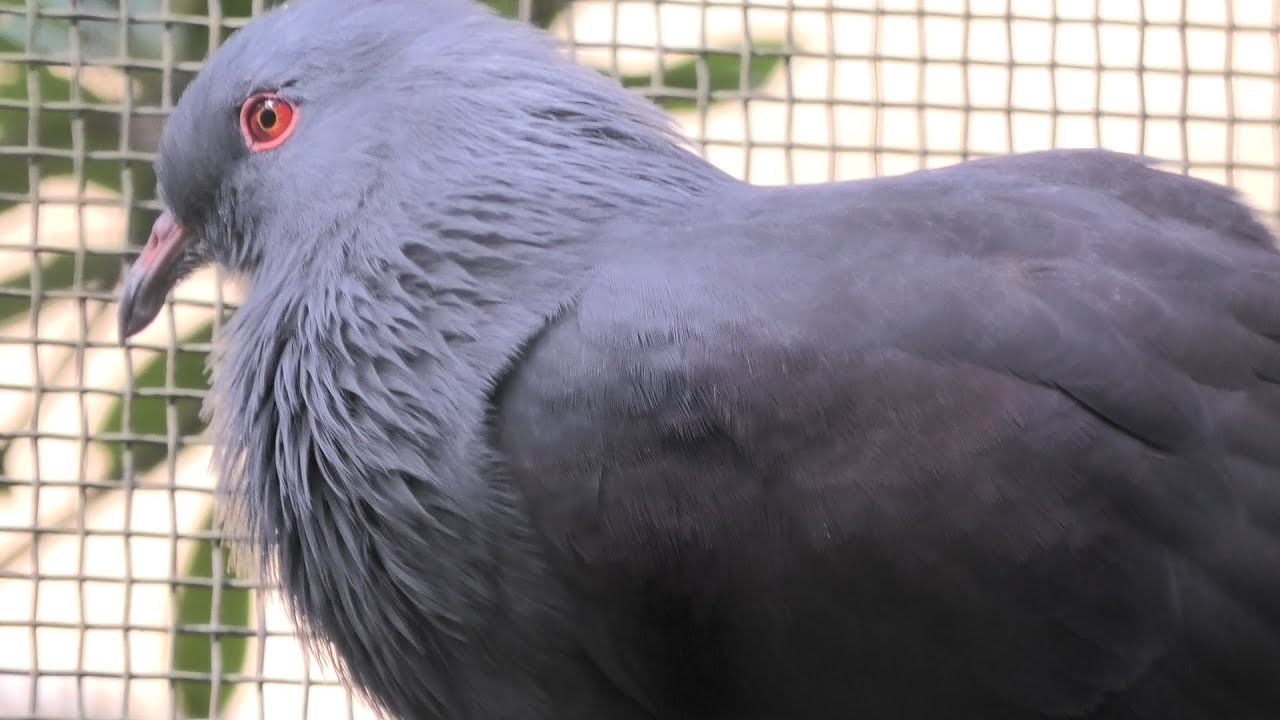 オオミカドバト