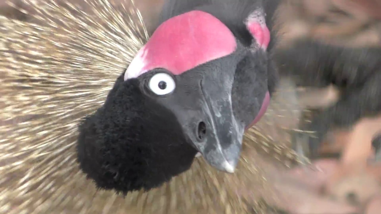 カンムリヅル