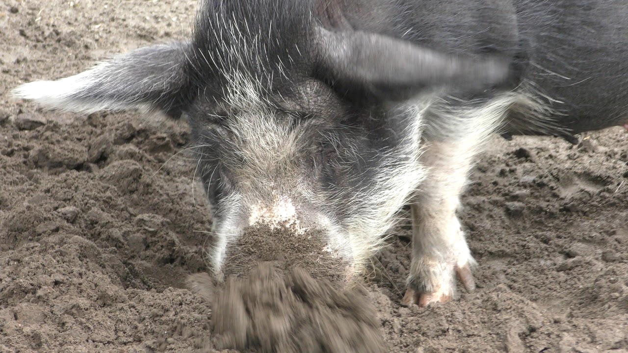 Chinese pot-bellied