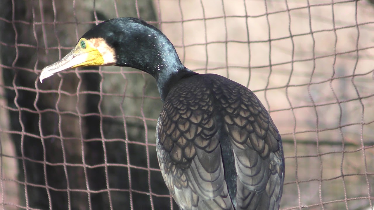 Great cormorant