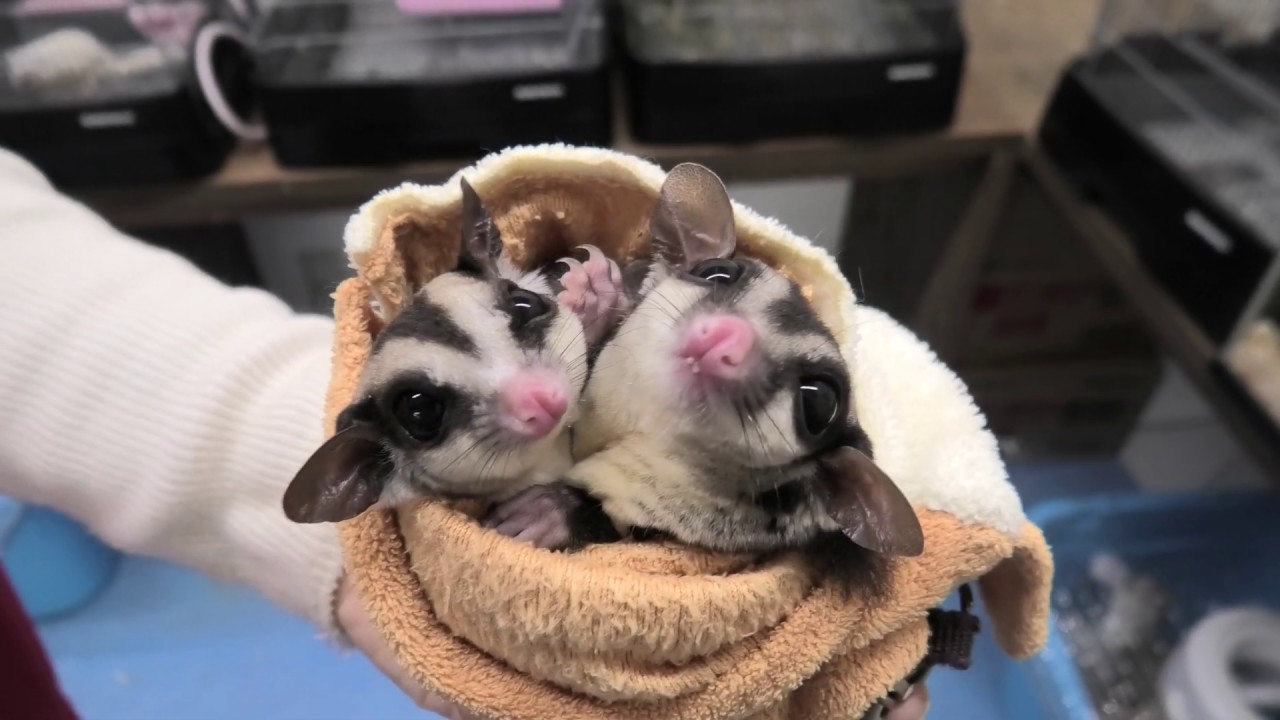 フクロモモンガ