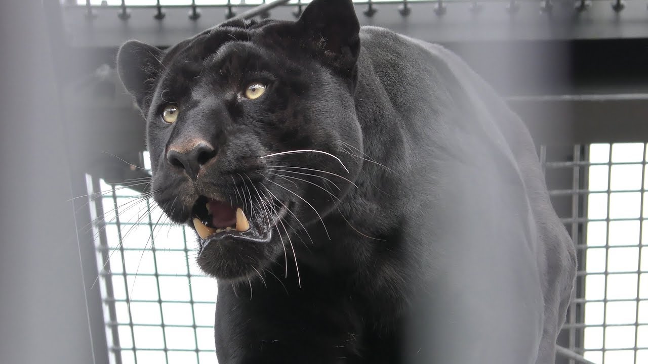 Black jaguar