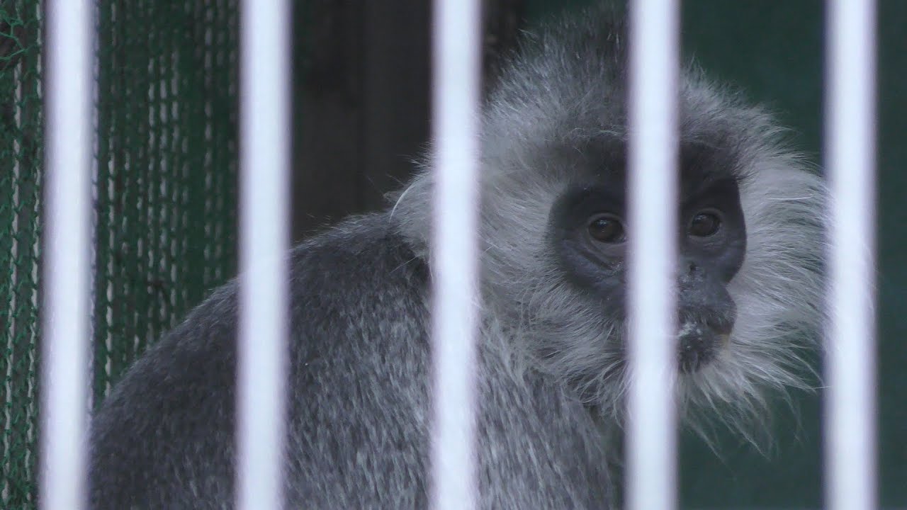 Silvery lutung