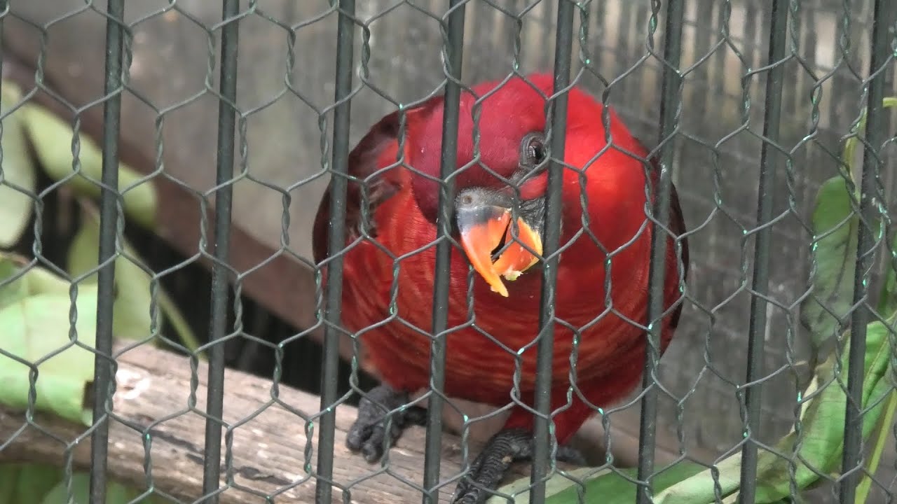 ベニインコ