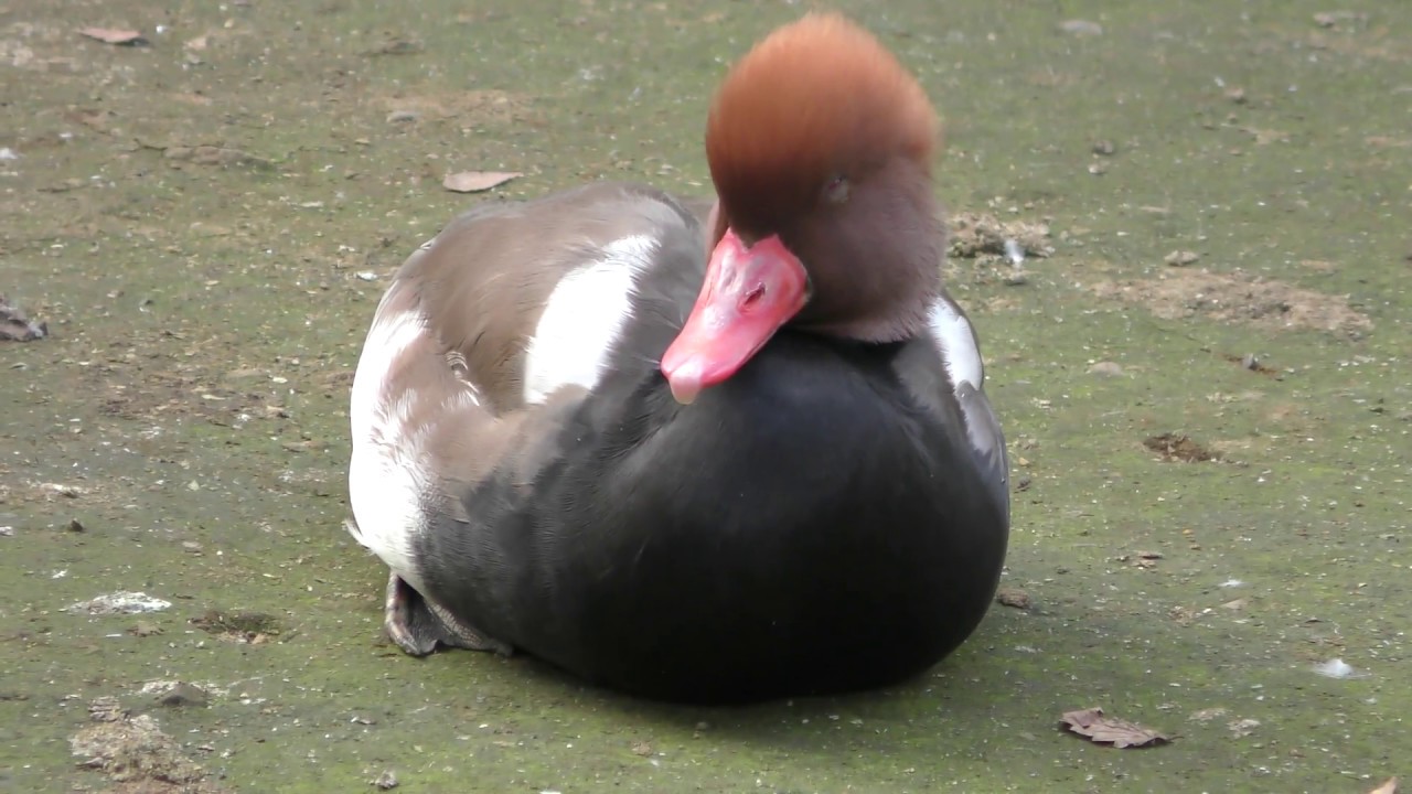 アカハシハジロ